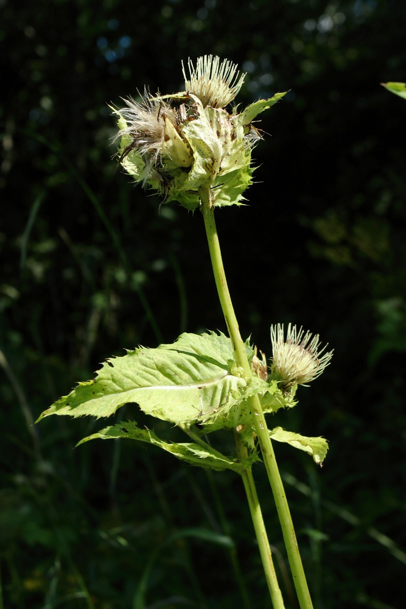 Image of Cirsium oleraceum specimen.