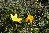 Anemone gortschakowii