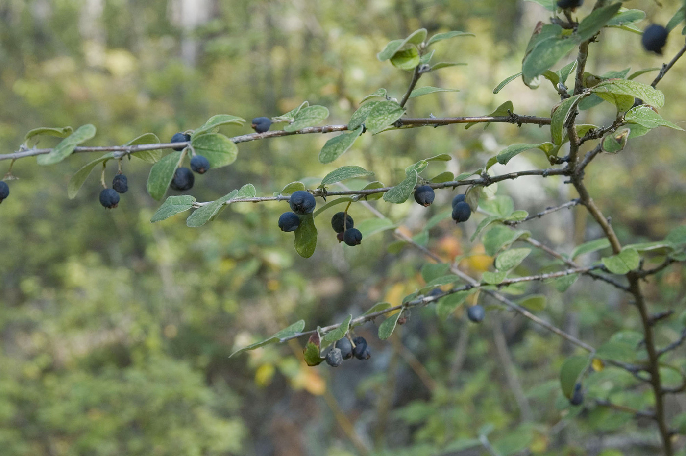 Image of Cotoneaster melanocarpus specimen.