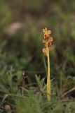 Steveniella satyrioides
