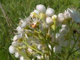 Crataegus dipyrena