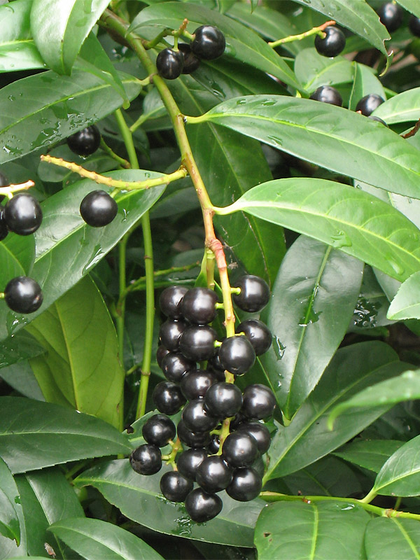 Image of Lauro-cerasus officinalis specimen.