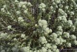 genus Teucrium