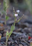 Lactuca undulata. Соцветия. Казахстан, Жетысуская обл., нац. парк \"Алтын-Эмель\", ур. Тайгак, щебнистый склон. 9 мая 2024 г.