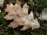Quercus rubra