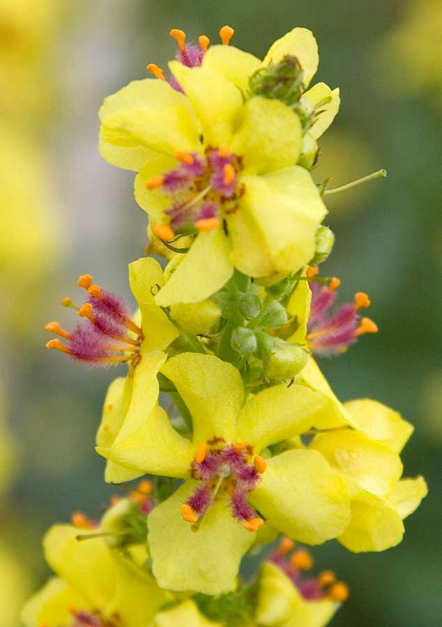 Image of Verbascum nigrum specimen.