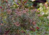 Dasiphora fruticosa. Отцветшие цветки. Московская обл., Раменский р-н, окр. дер. Хрипань, садовый участок. 17.10.2024.
