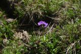 Primula algida