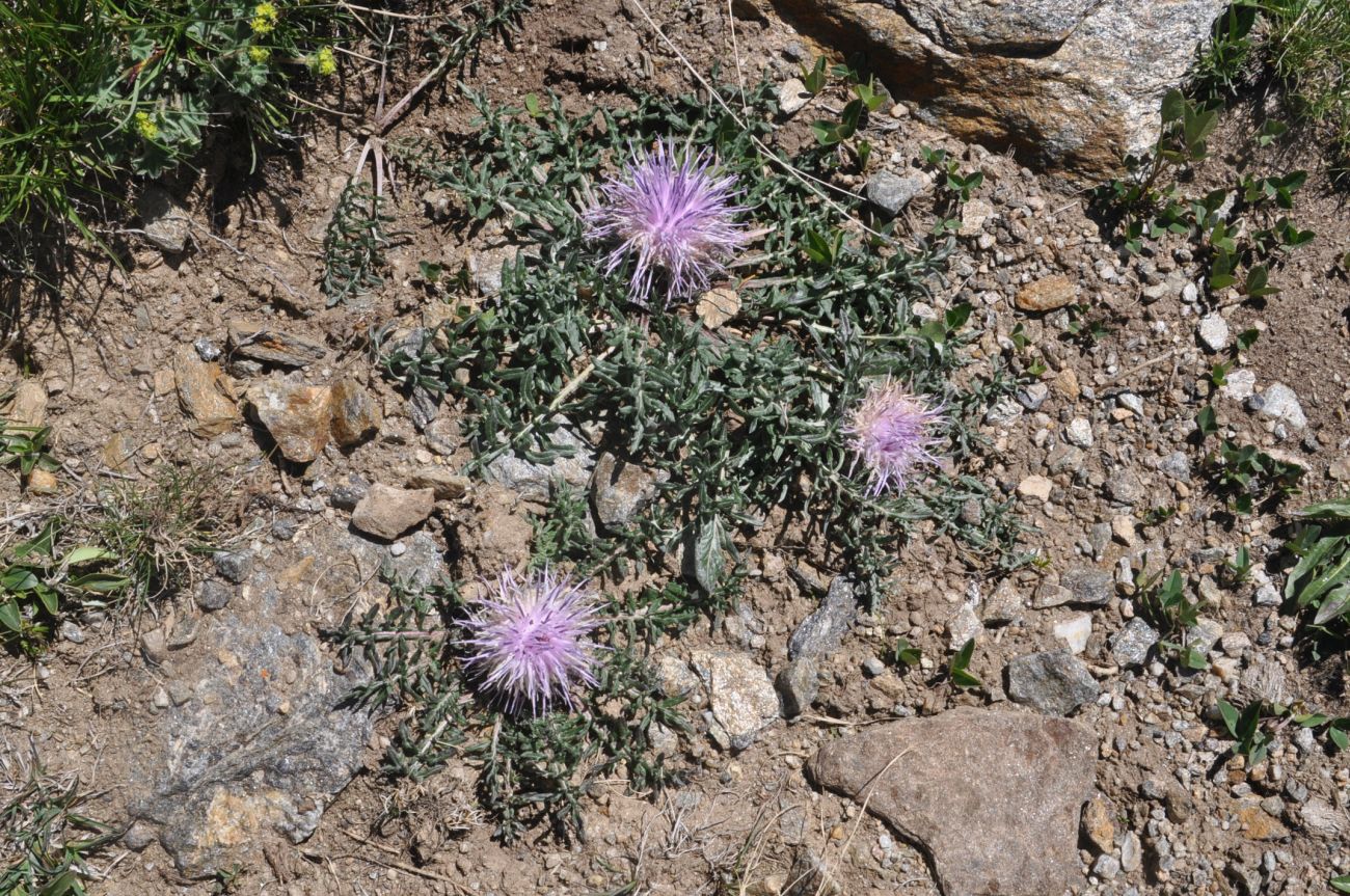 Image of Jurinella subacaulis specimen.