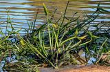Sagittaria sagittifolia