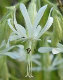 Silene nutans