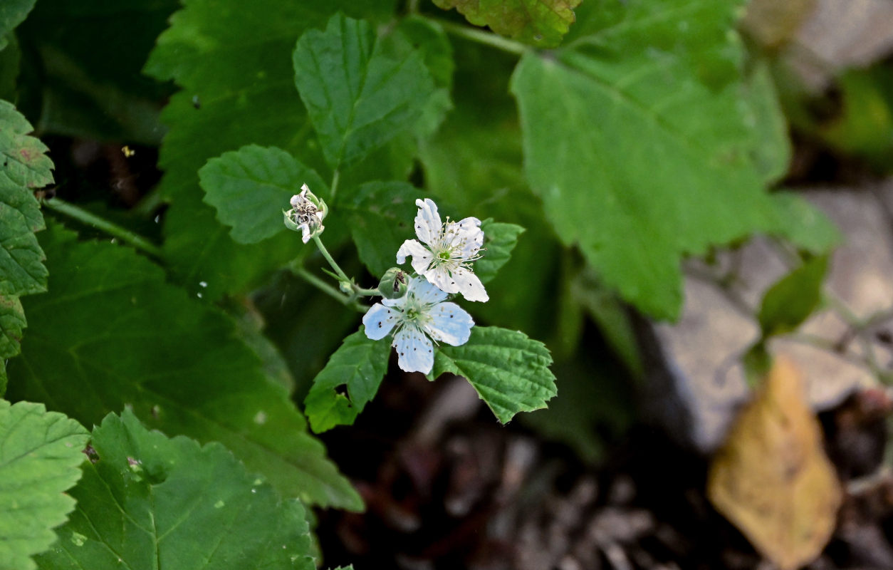 Изображение особи Rubus caesius.