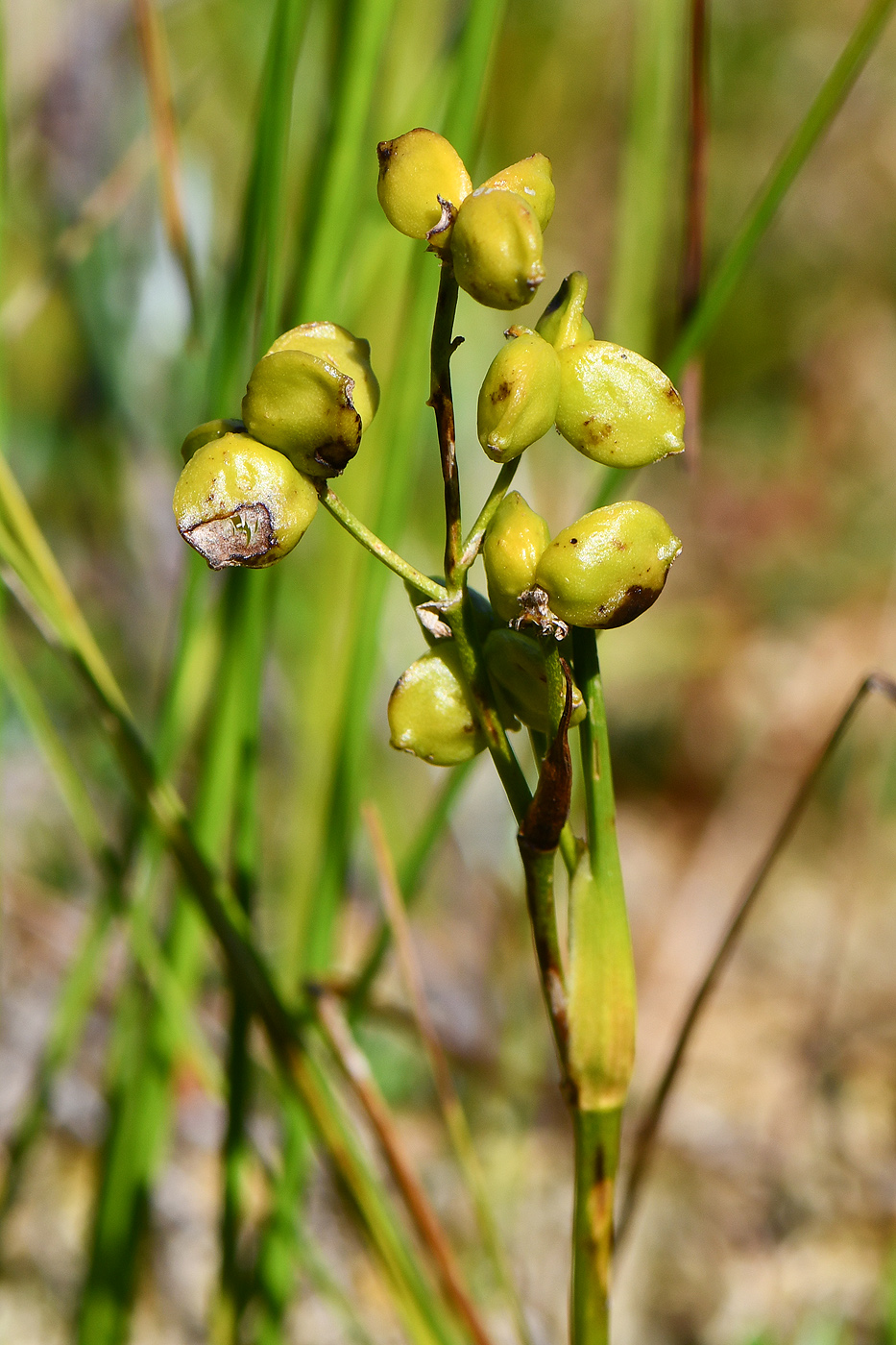 Изображение особи Scheuchzeria palustris.
