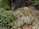 Sideritis catillaris