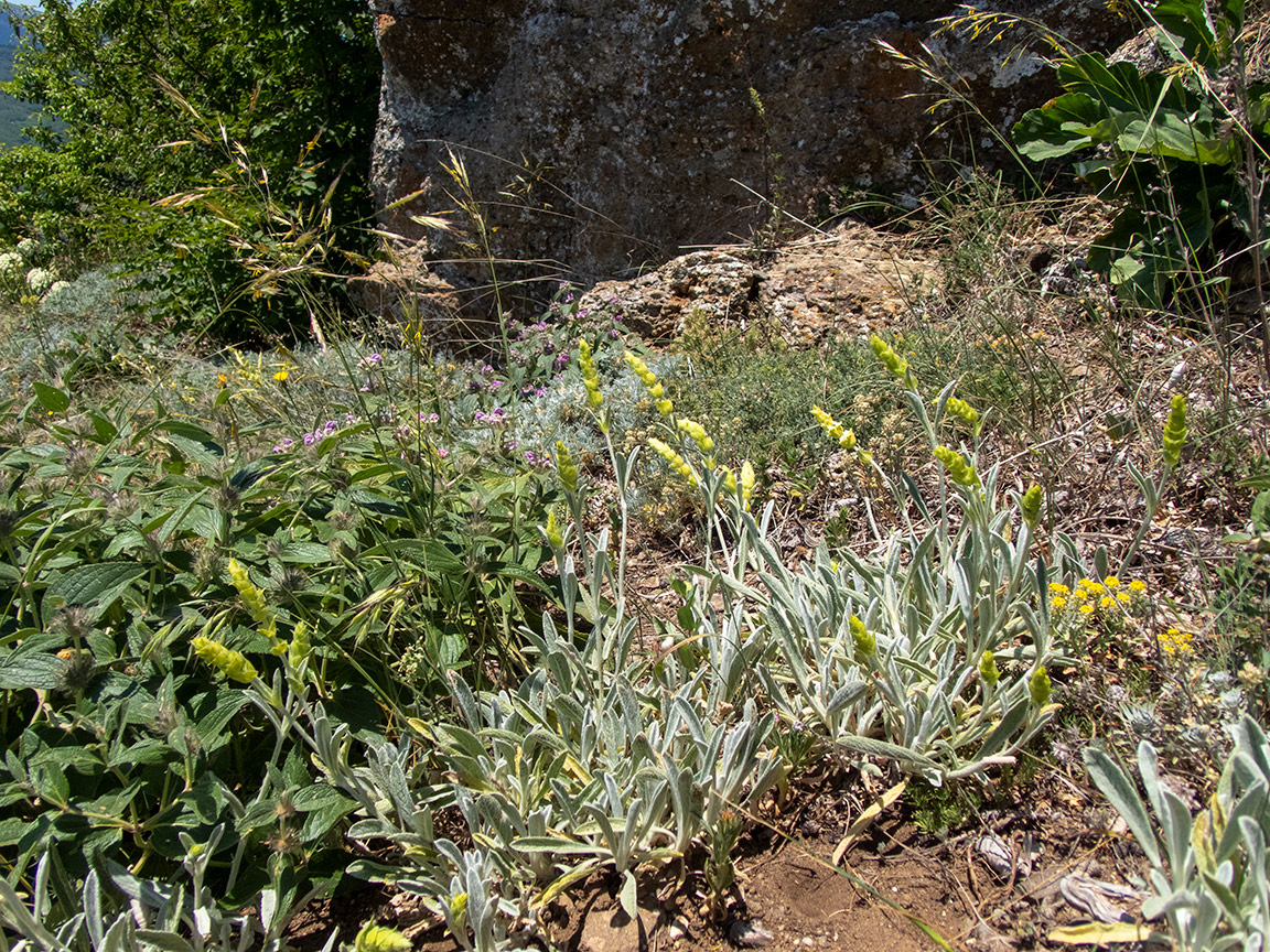 Изображение особи Sideritis catillaris.
