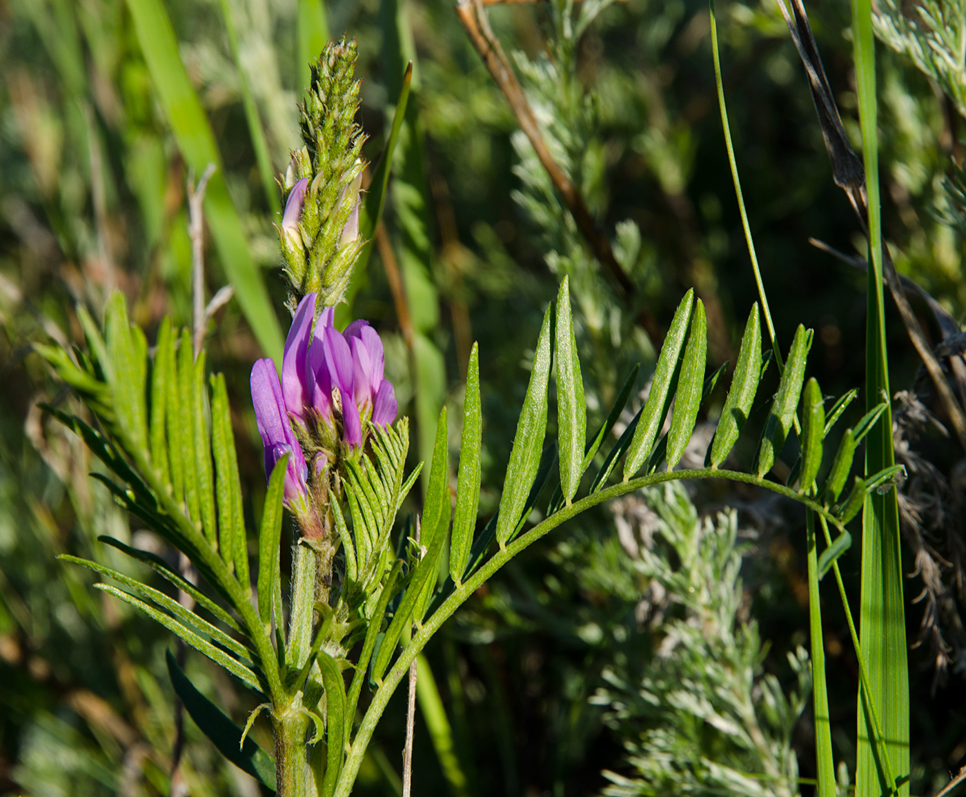 Изображение особи Astragalus onobrychis.