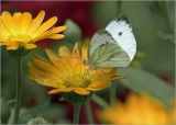 Calendula officinalis