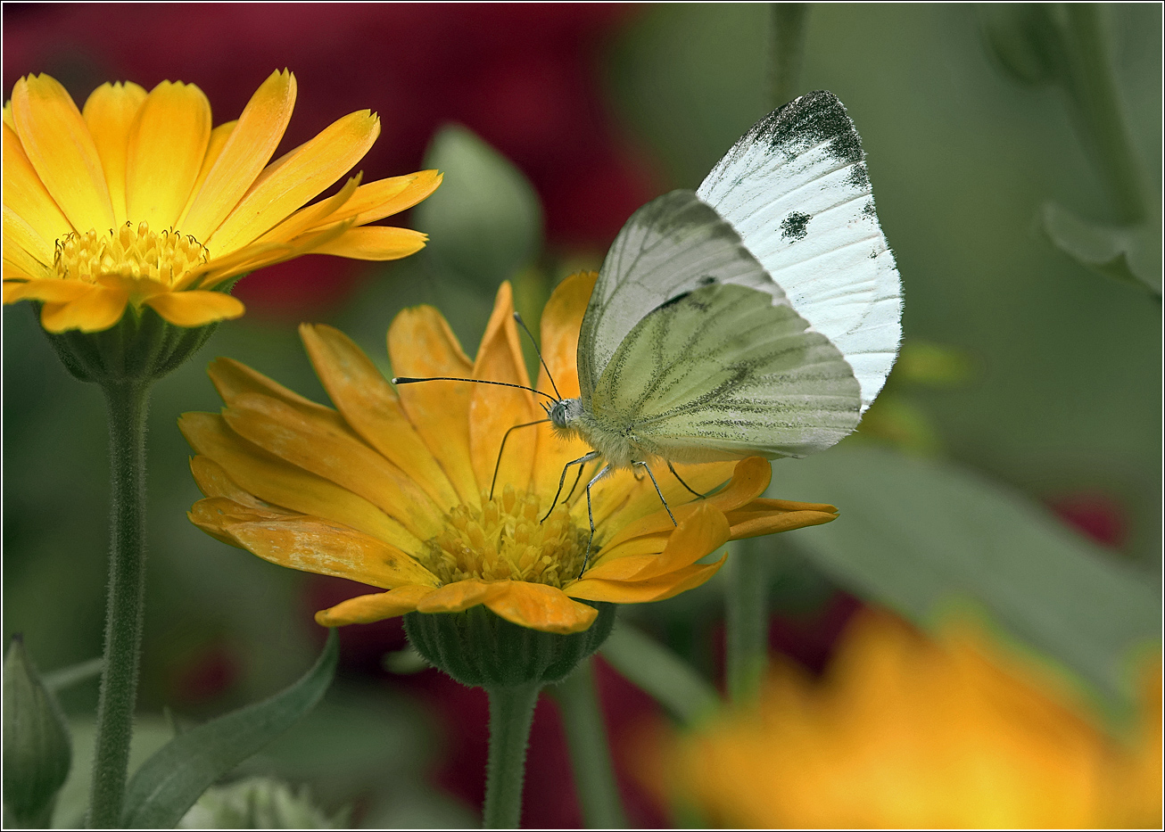Изображение особи Calendula officinalis.