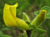 Chamaecytisus hirsutus. Верхушка побега с цветками (видно волосистое опушение чашечек). Украина, Закарпатская обл., Виноградов, Чёрная гора, на опушке дубравы из скального дуба. 5 мая 2008 г.