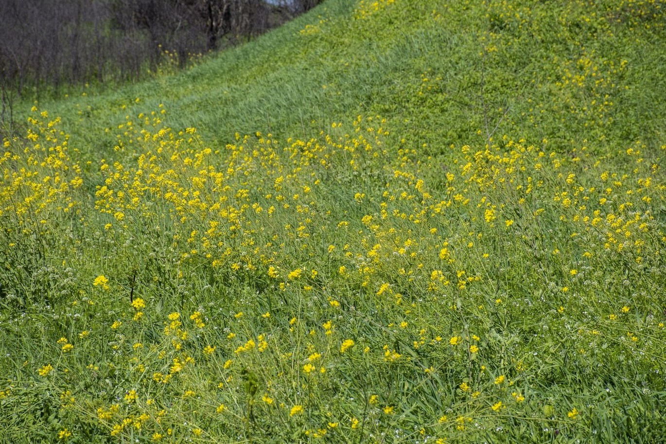 Изображение особи Brassica campestris.