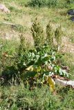 Rumex tianschanicus