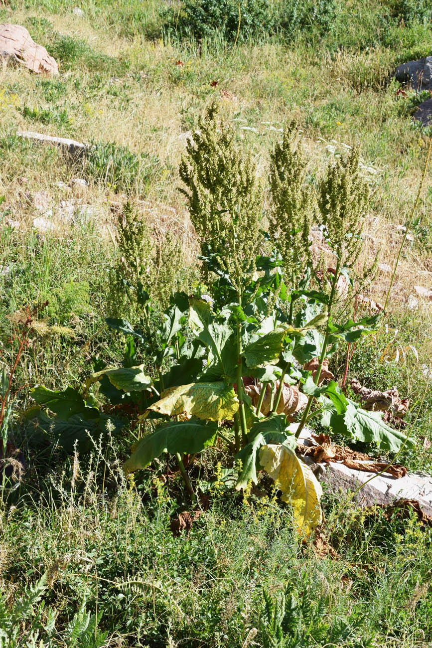 Изображение особи Rumex tianschanicus.