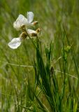 Lathyrus pallescens