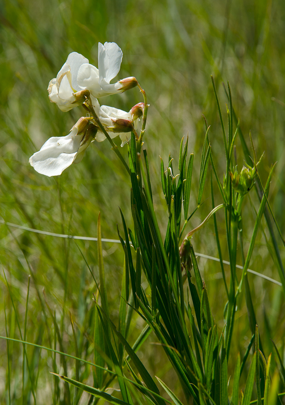 Image of Lathyrus pallescens specimen.