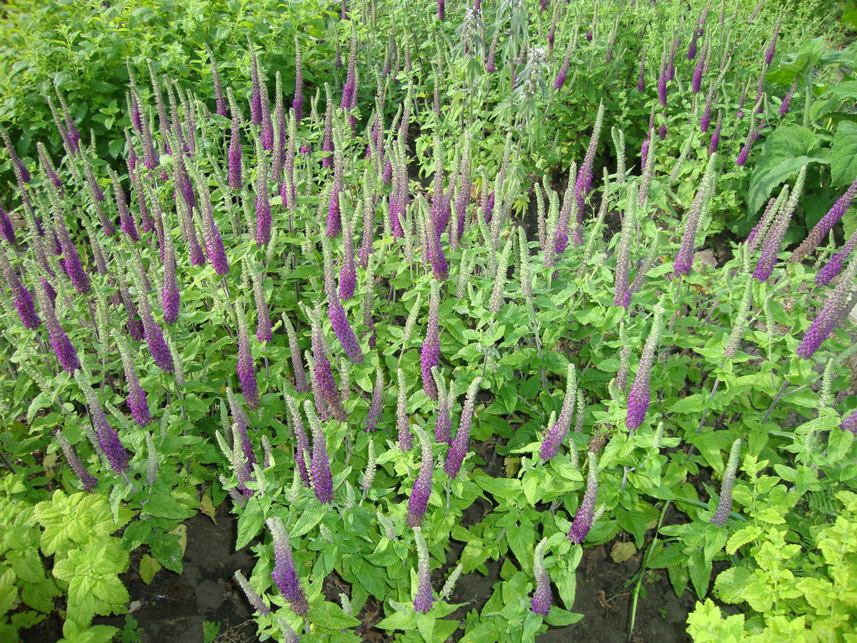 Image of Teucrium hircanicum specimen.