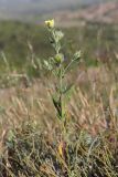 Helianthemum lasiocarpum
