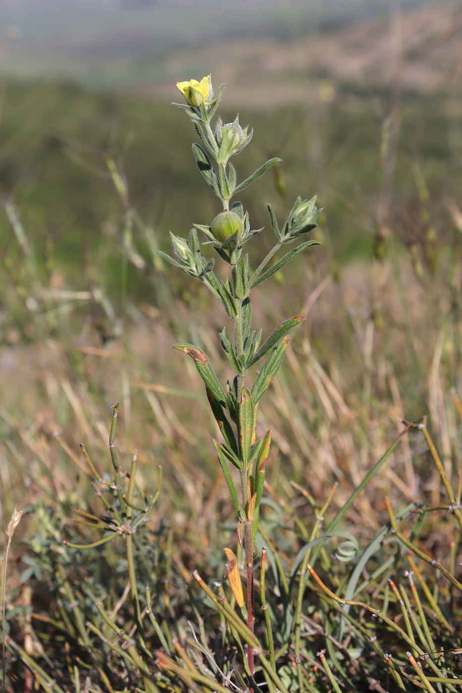 Изображение особи Helianthemum lasiocarpum.