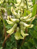 Astragalus schelichowii. Соцветие. Хабаровский край, г. Комсомольск-на Амуре, дол. р. Силинка, обочина грунтовой дороги. 22.05.2025.