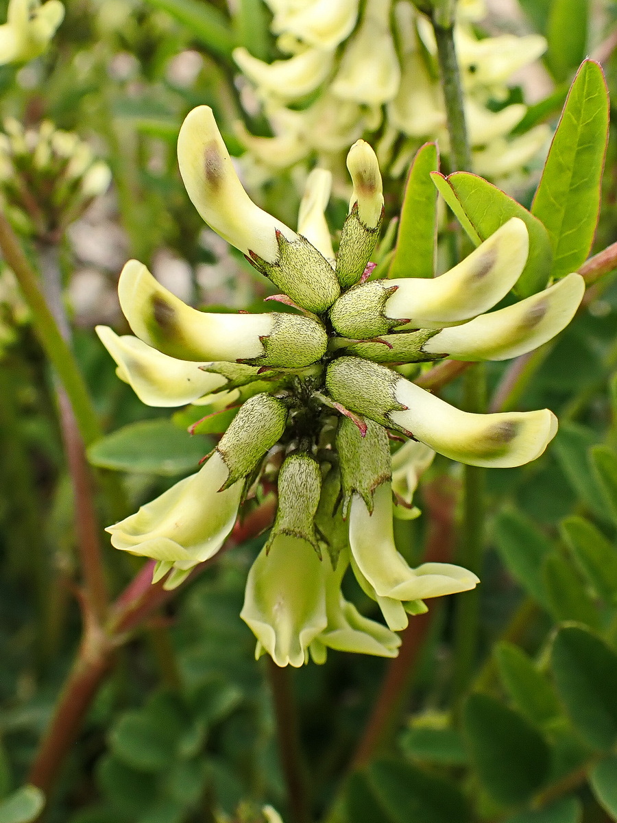 Изображение особи Astragalus schelichowii.