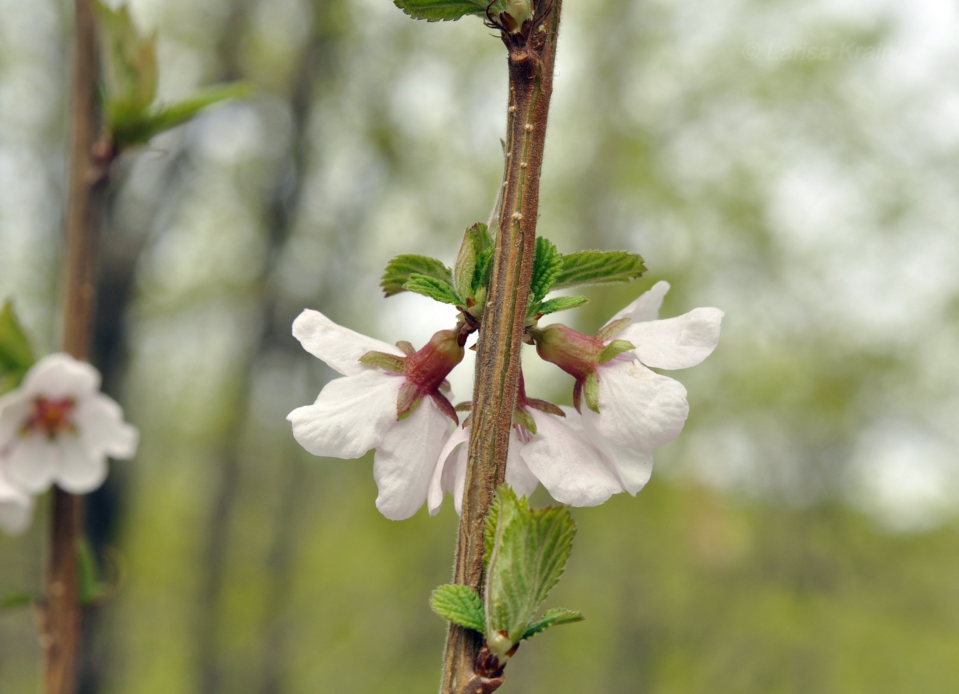 Изображение особи Cerasus tomentosa.