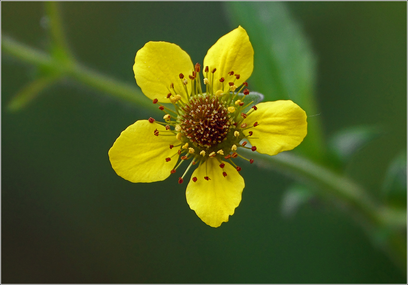Image of Geum urbanum specimen.