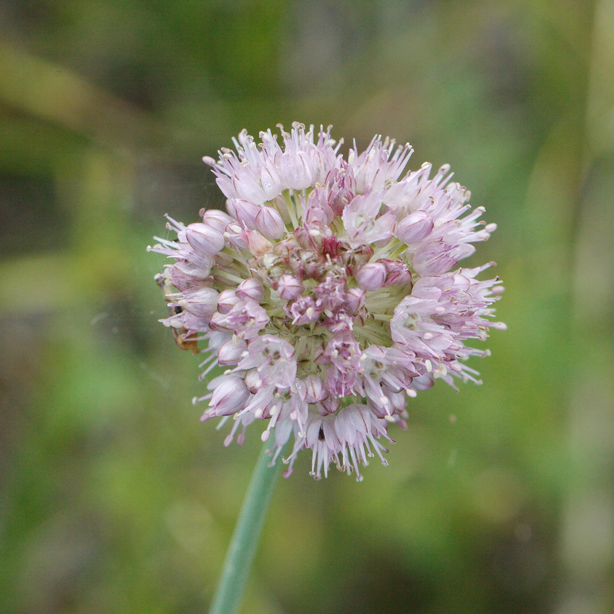 Изображение особи Allium strictum.