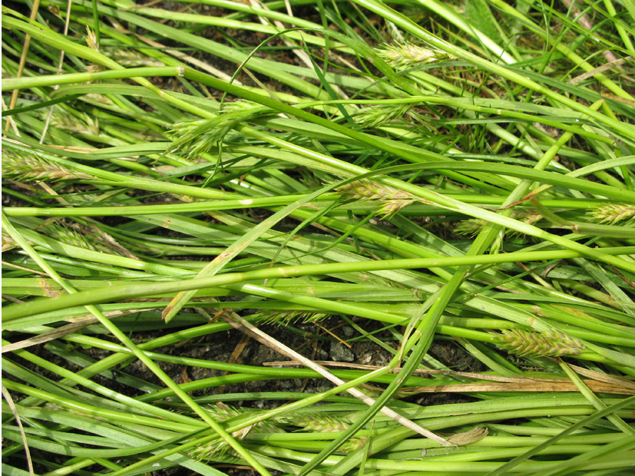 Изображение особи Carex secalina.