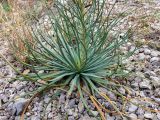 Asphodeline lutea