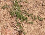 Galium humifusum