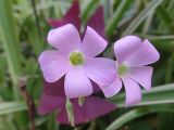 Oxalis triangularis