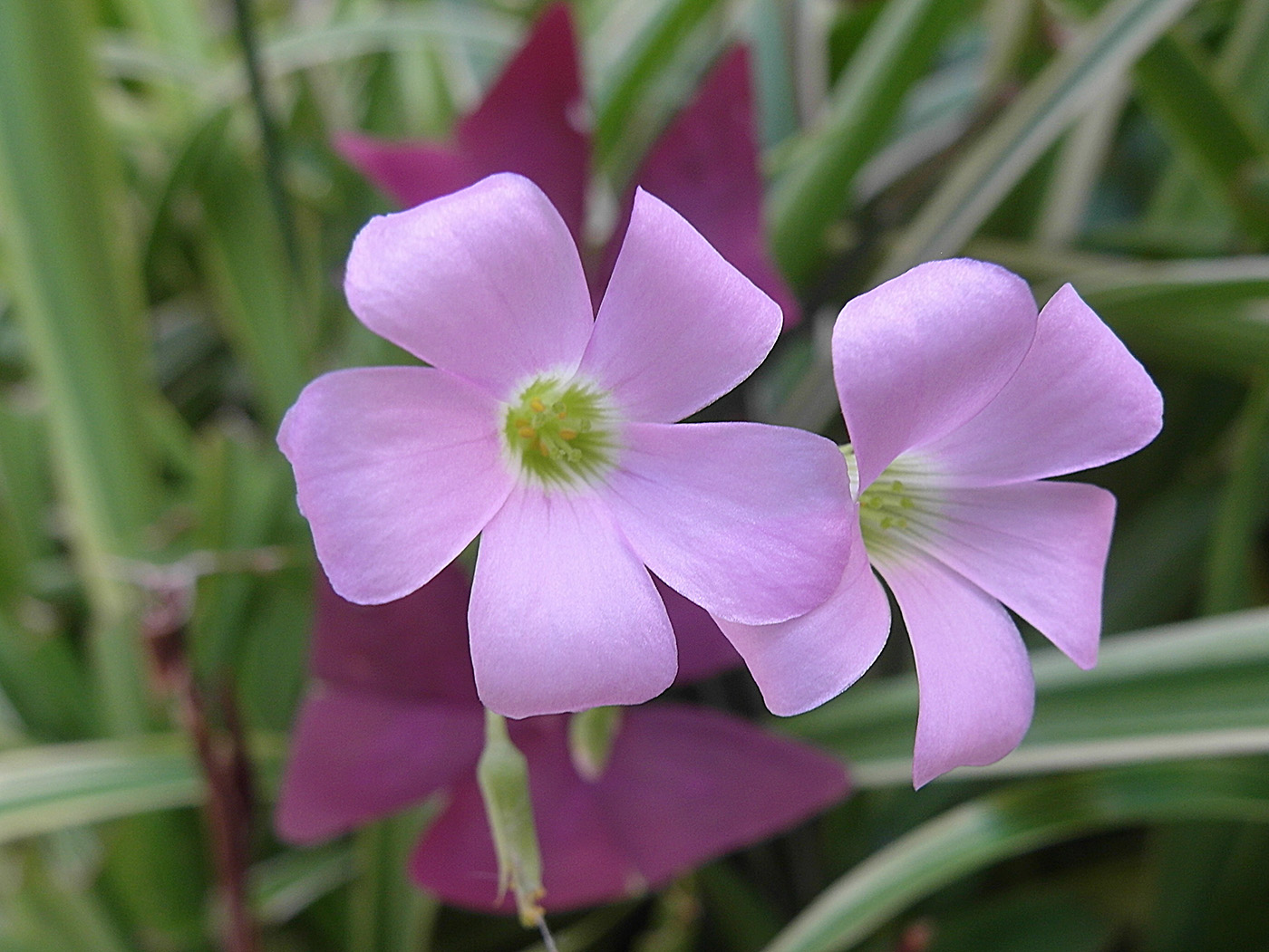 Image of Oxalis triangularis specimen.