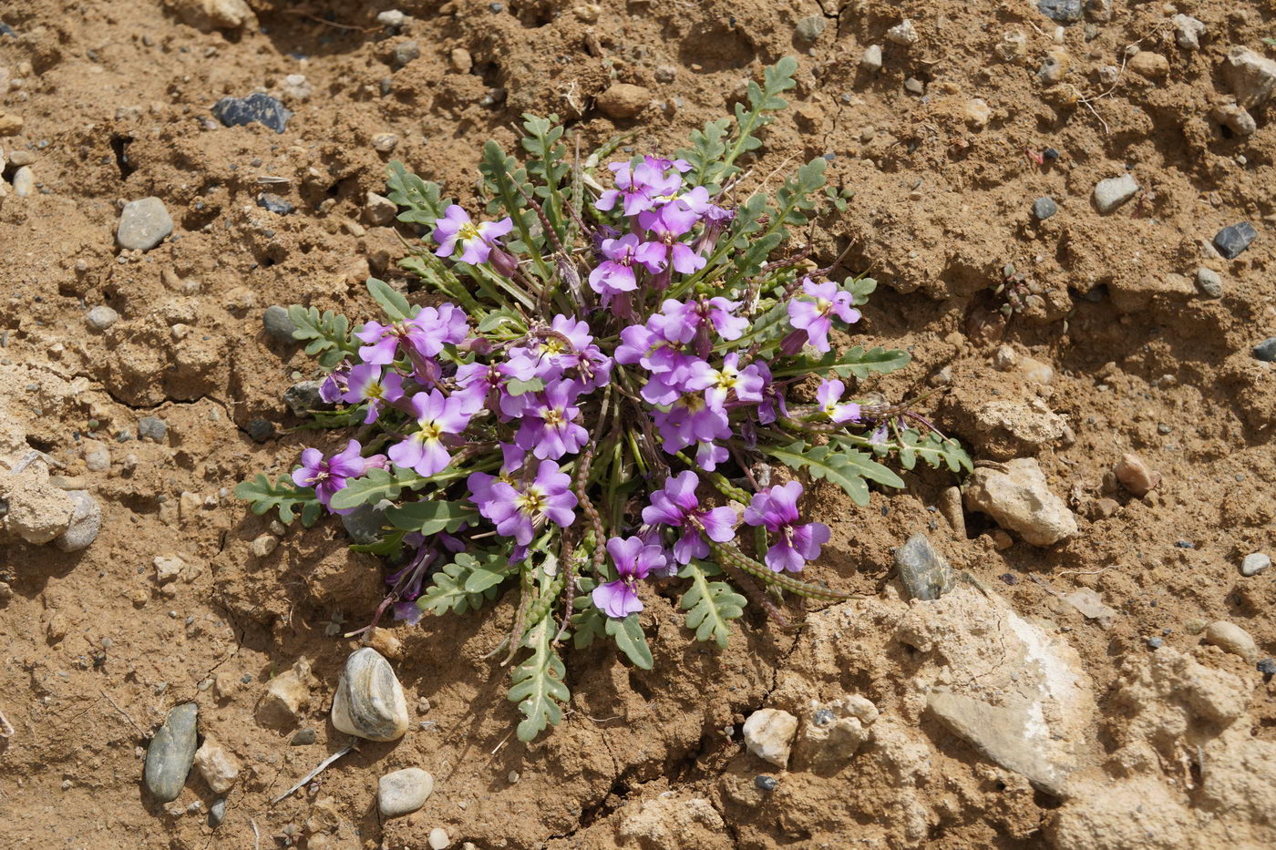 Image of Chorispora bungeana specimen.