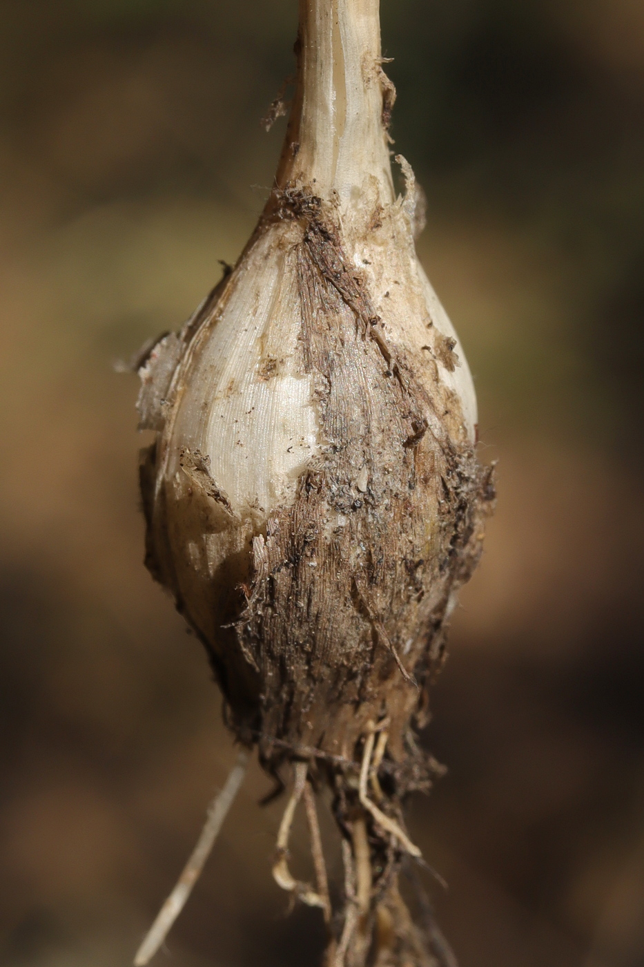 Image of Allium rupestre specimen.