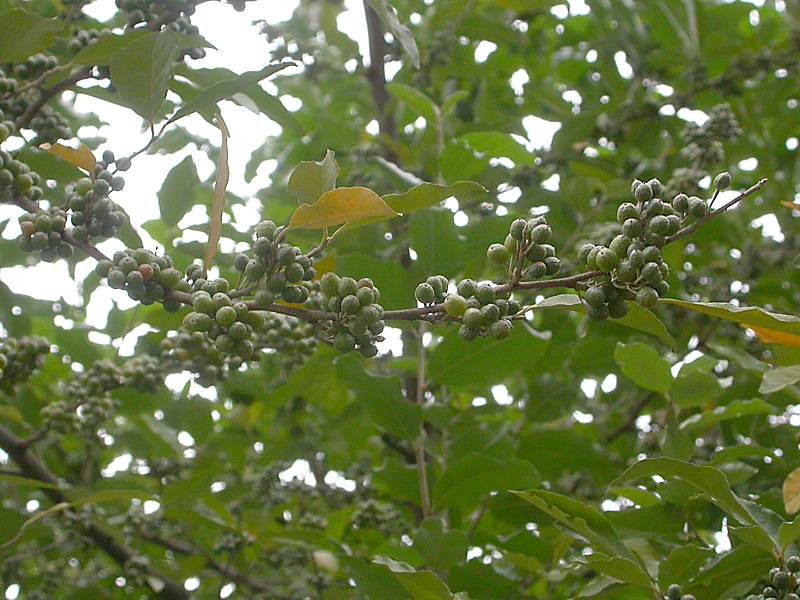 Изображение особи Elaeagnus umbellata.