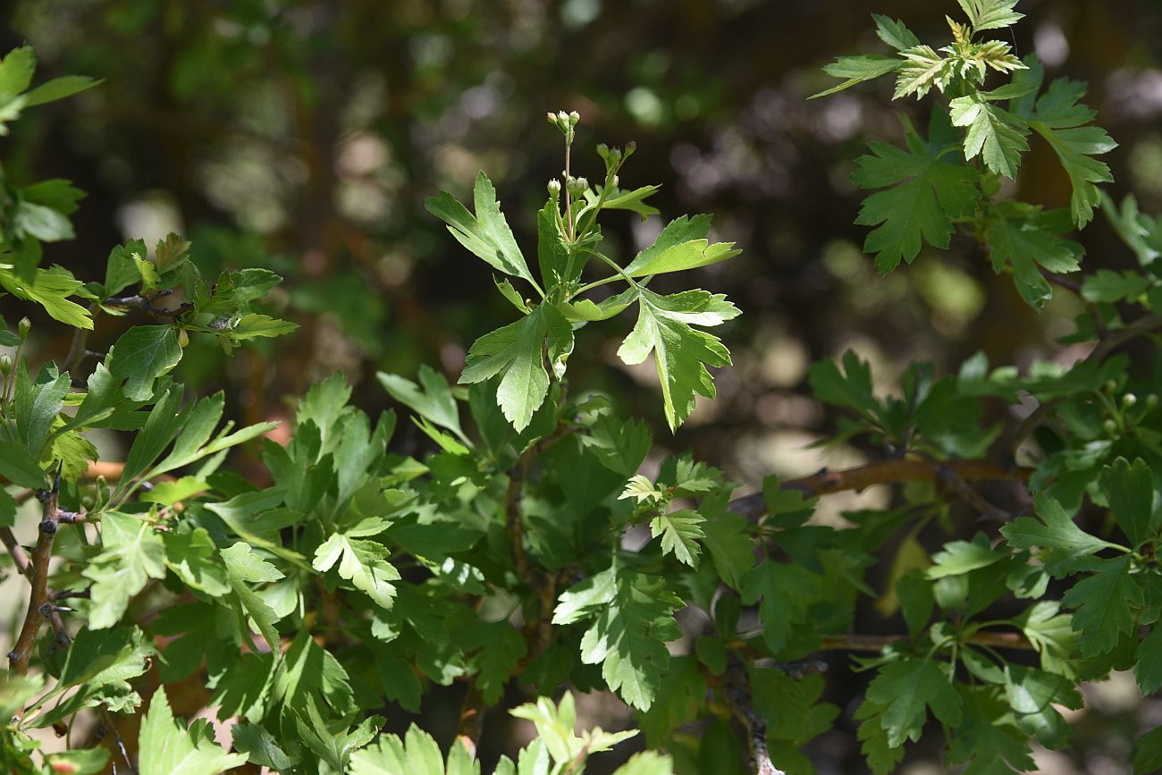 Изображение особи род Crataegus.