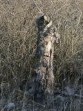 Juglans regia