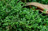 Selaginella kraussiana. Верхушка вегетирующего растения. Португалия, Азорские о-ва, о-в Сан-Мигел, р-н Ашада, опушка смешанного леса. 12.08.2025.