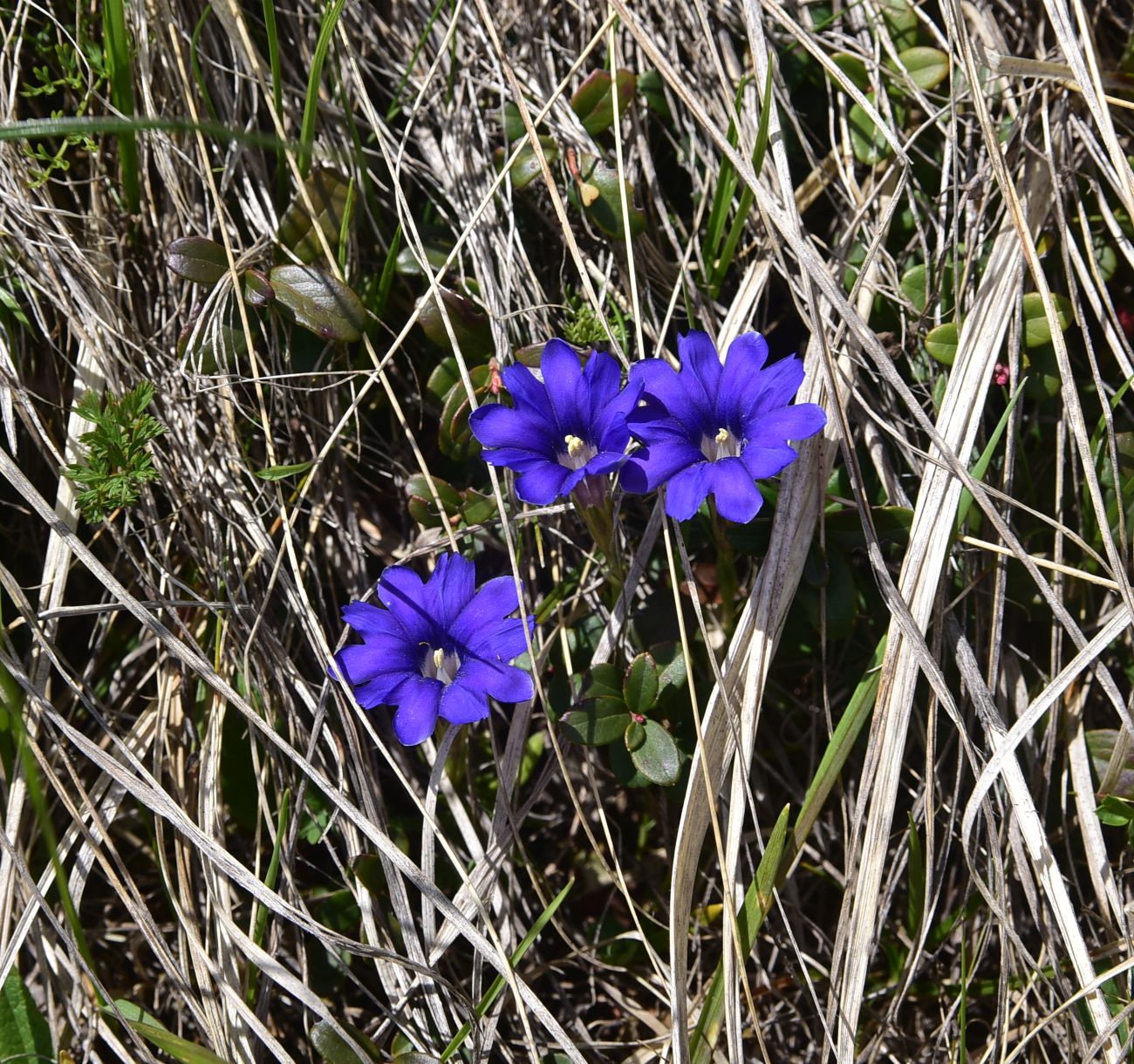Изображение особи Gentiana dshimilensis.