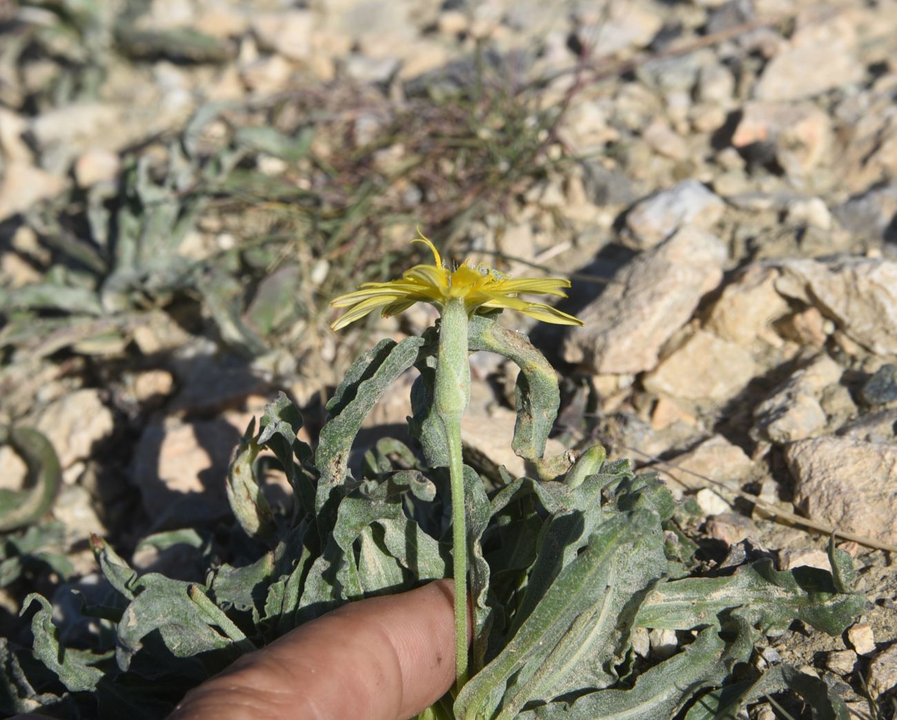 Image of genus Scorzonera specimen.
