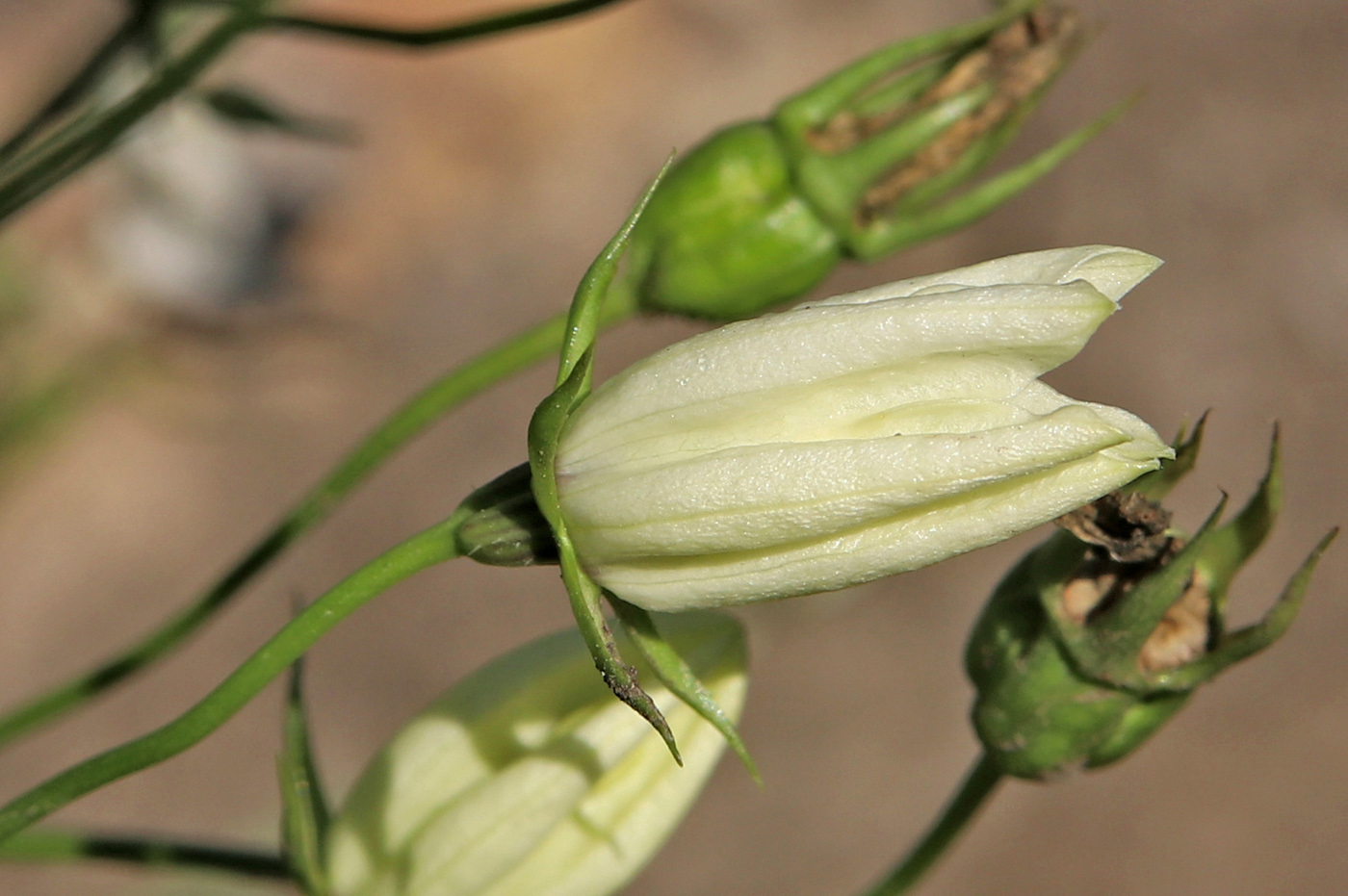 Изображение особи Campanula carpatica.